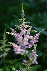 Image showing Chinese astilbe