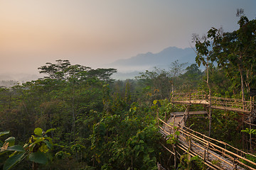 Image showing Bamboo walkway in the jungle