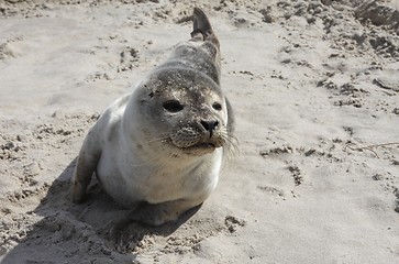 Image showing Seal