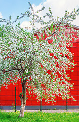 Image showing Blossoming Apple Tree Against Red Building