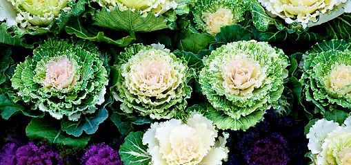 Image showing Decorative Cabbage Background