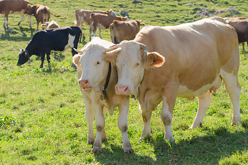 Image showing Cow with her calf grazing on Alpine pasture