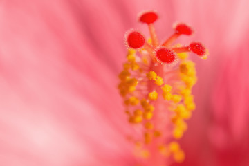 Image showing Light red exotic Hibiskus flower blurred background