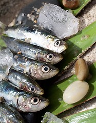 Image showing Raw Fresh Sardines