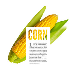 Image showing Corn ear isolated on white with text block