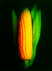 Image showing Corn ear isolated on black. Vector