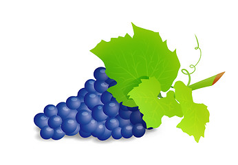 Image showing Grape branch with blue grapes. Realistic vector illustartion