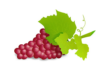 Image showing Grape branch with red grapes. Realistic vector illustartion