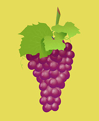 Image showing Grape branch with red grapes. Realistic vector illustartion