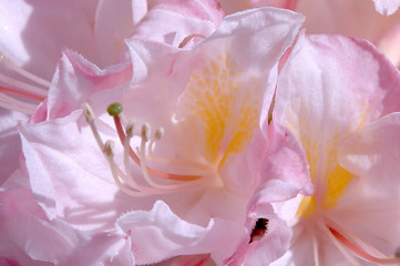 Image showing Rhododendron