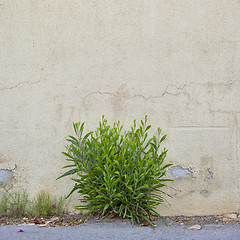 Image showing abandoned grunge cracked stucco wall