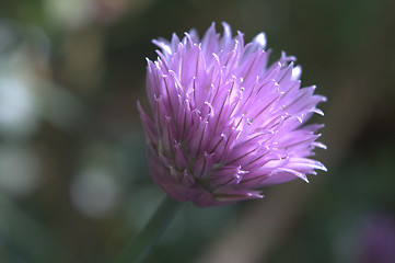 Image showing Chives (Allium schoenoprasum)