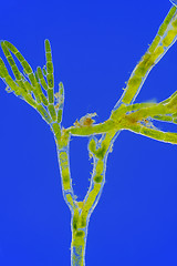 Image showing Microscopic view of green algae (Cladophora) branch