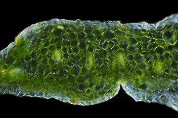 Image showing Microscopic view of a Showy stonecrop (Hylotelephium spectabile)