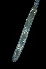 Image showing Microscopic view of Common duckweed (Lemna minor) root tip in po