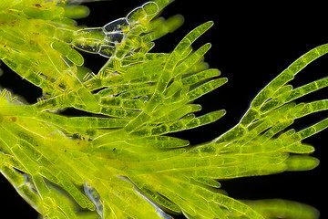 Image showing Microscopic view of green algae (Cladophora)
