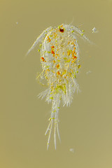 Image showing Freshwater copepod (Cyclops)