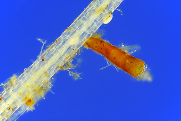 Image showing Microscopic view of unspecified eggs in tube shaped packet on Co