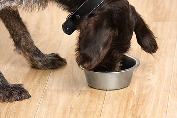 Image showing dog eating food from a bowl