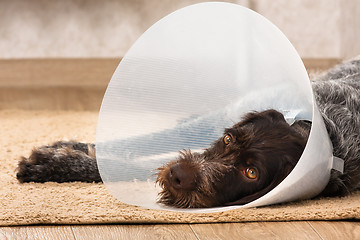 Image showing dog with elizabethan collar