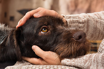 Image showing hands of owner petting a dog