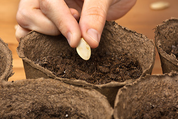 Image showing hand planting seeds in the peat pot