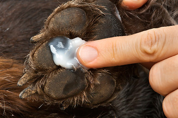 Image showing hand smearing ointment to the paw of dog