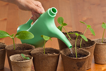 Image showing hand watering seedlings of cucumber