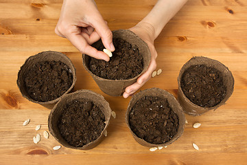 Image showing hands planting seeds in the peat pot