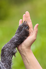 Image showing hand and paw of dog