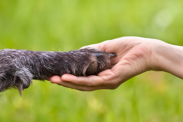 Image showing hand holding a paw of dog