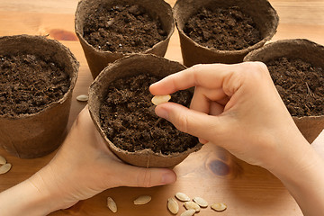 Image showing hands of gardener planting seeds in the peat pot