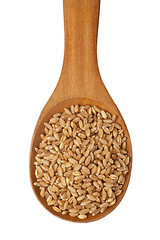 Image showing Wheat grain in a spoon