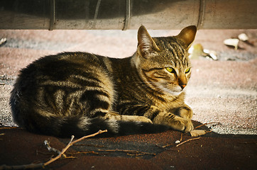 Image showing Cat