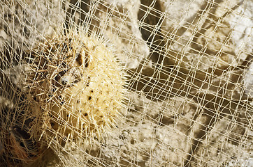 Image showing Porcupine Fish