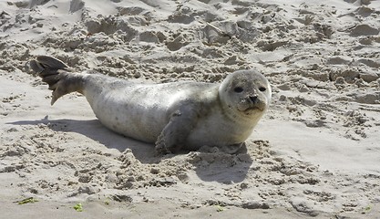 Image showing Seal in the sand