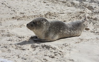 Image showing Seal in the sand.