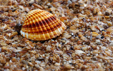 Image showing Seashell anadara on wet sand