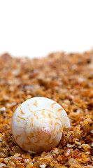 Image showing Sunlight seashell on sand