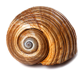 Image showing Seashell of very large sea snail (Tonna galea or giant tun)