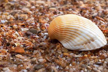 Image showing Seashell on wet sand