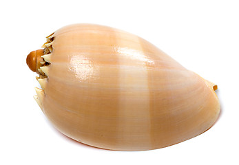 Image showing Shell of Cymbiola