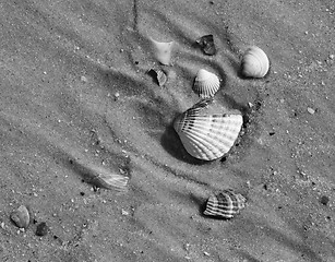 Image showing Black and white broken seashells on wet sand beach at hot sun su