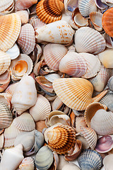 Image showing Variety of seashells