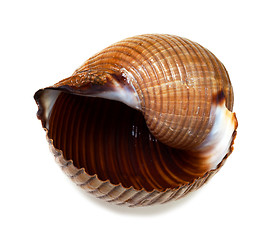 Image showing Wet seashell of very large sea snail (Tonna galea or giant tun)