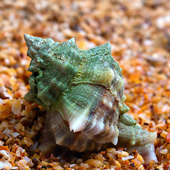 Image showing Wet seashell on sand