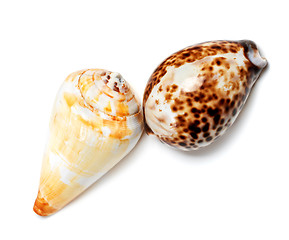 Image showing Two exotic seashells