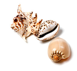 Image showing Exotic seashells on white