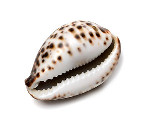 Image showing Shell of Cypraea tigris