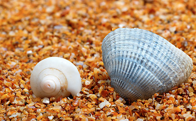 Image showing Two seashell on sand 